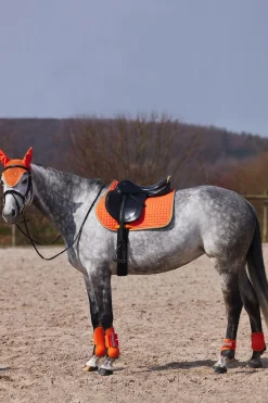 Adepto Vielseitigkeitsschabracke