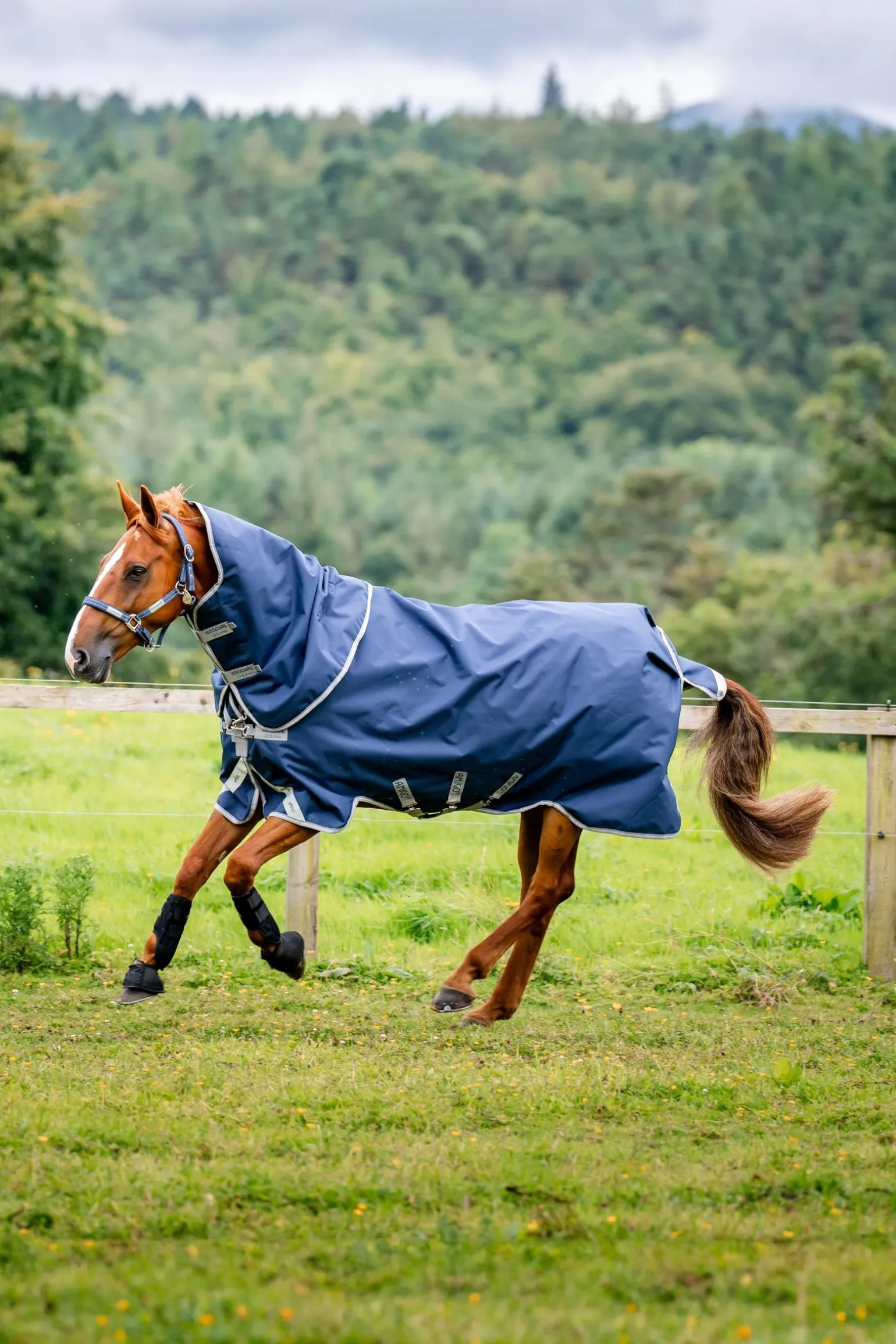 Amigo Bravo 12 Plus 100g