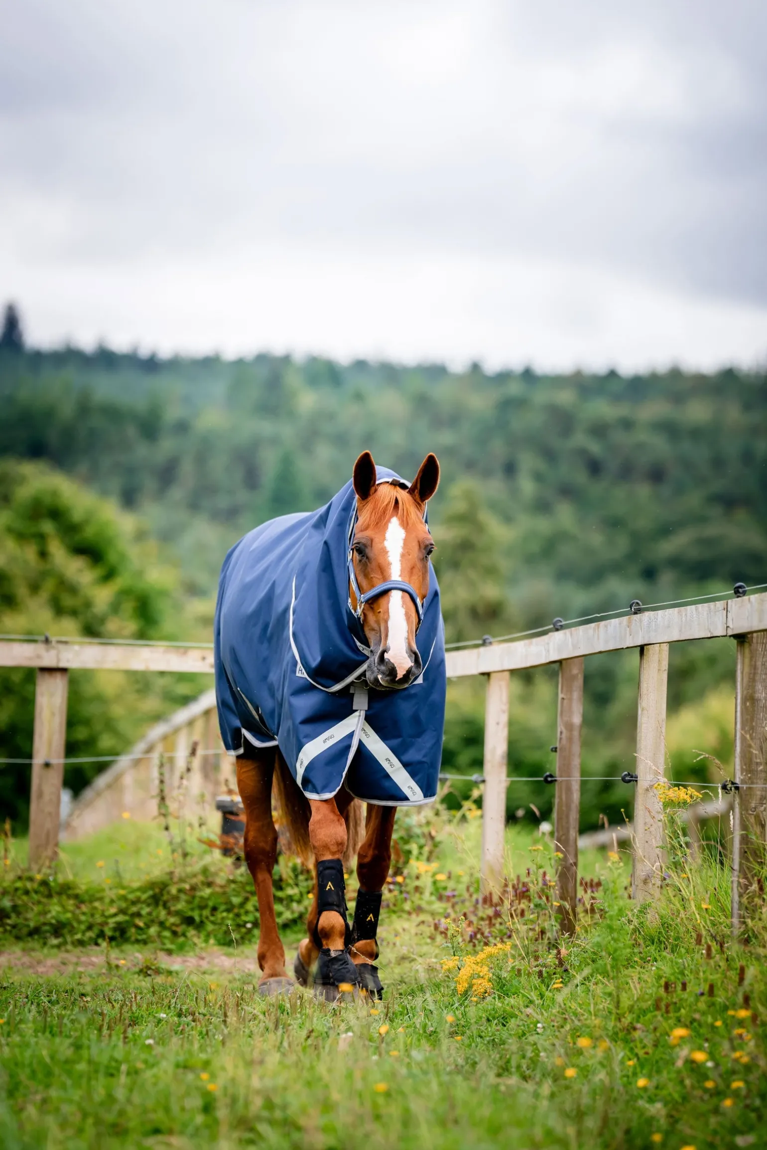 Amigo Bravo 12 Plus 100g