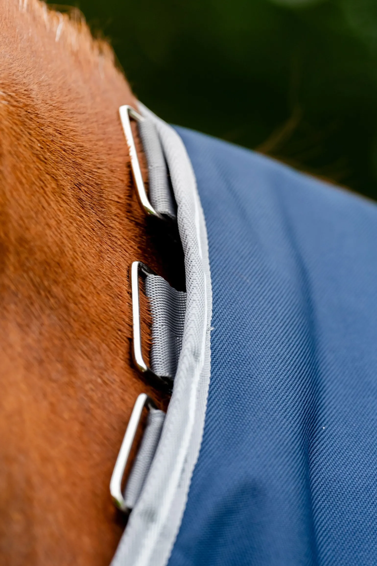 Amigo Bravo 12 Plus 100g