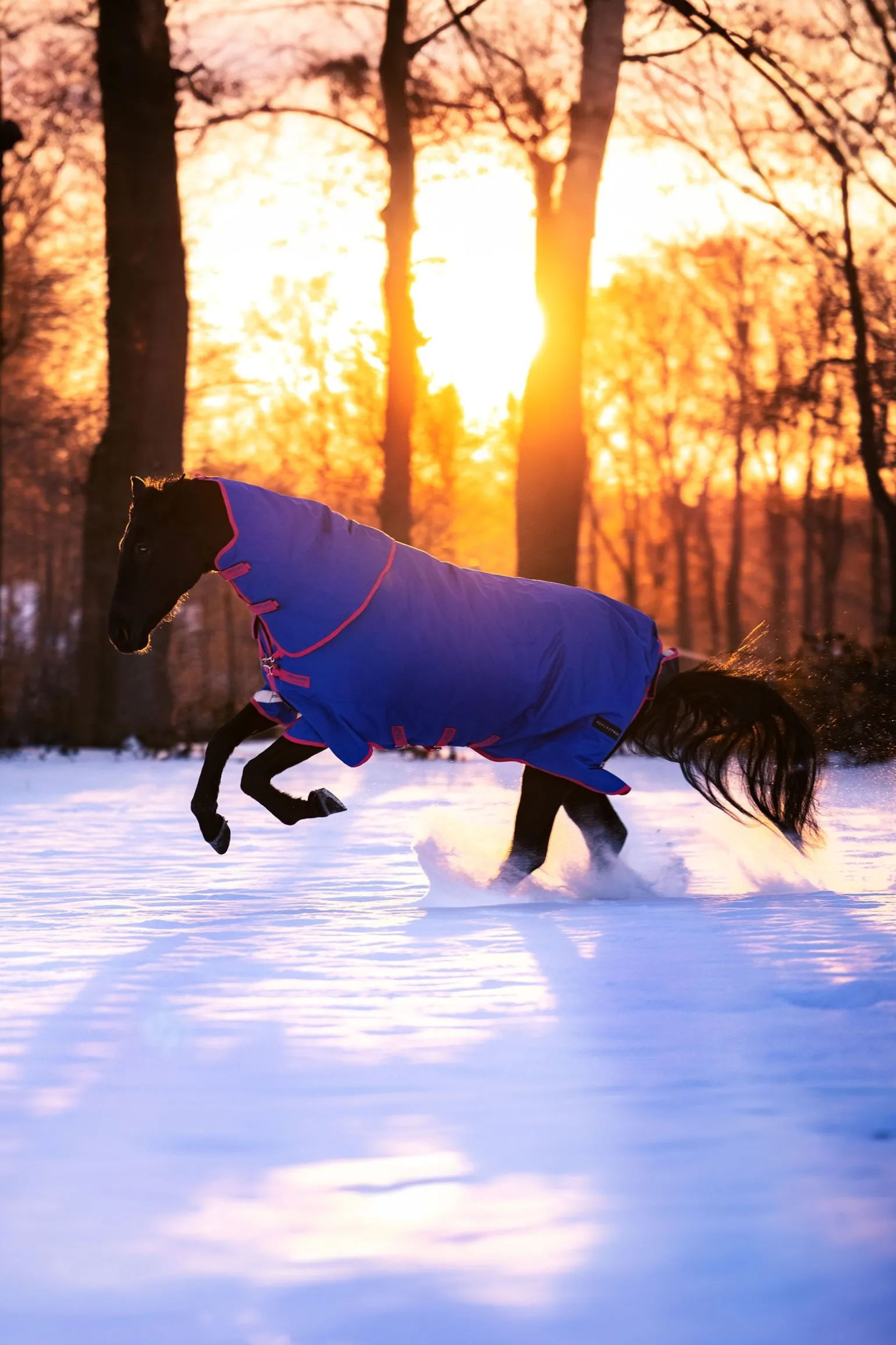 Amigo Bravo 12 Reflectech Plus Weidedecke mit abnehmbarem Halsteil, 250g