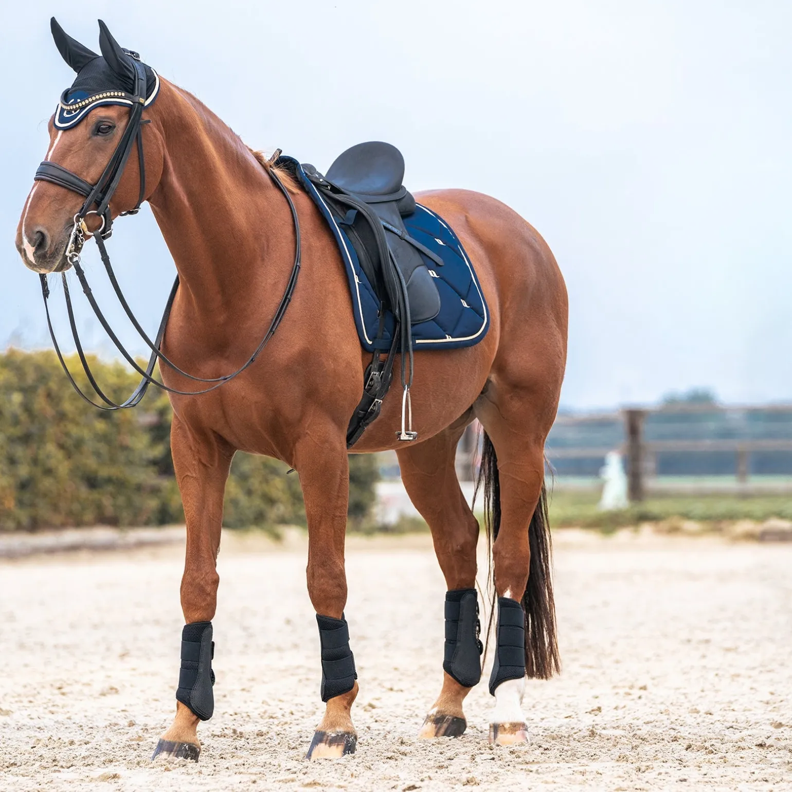 Back on Track Nights Collection Schabracke Dressur