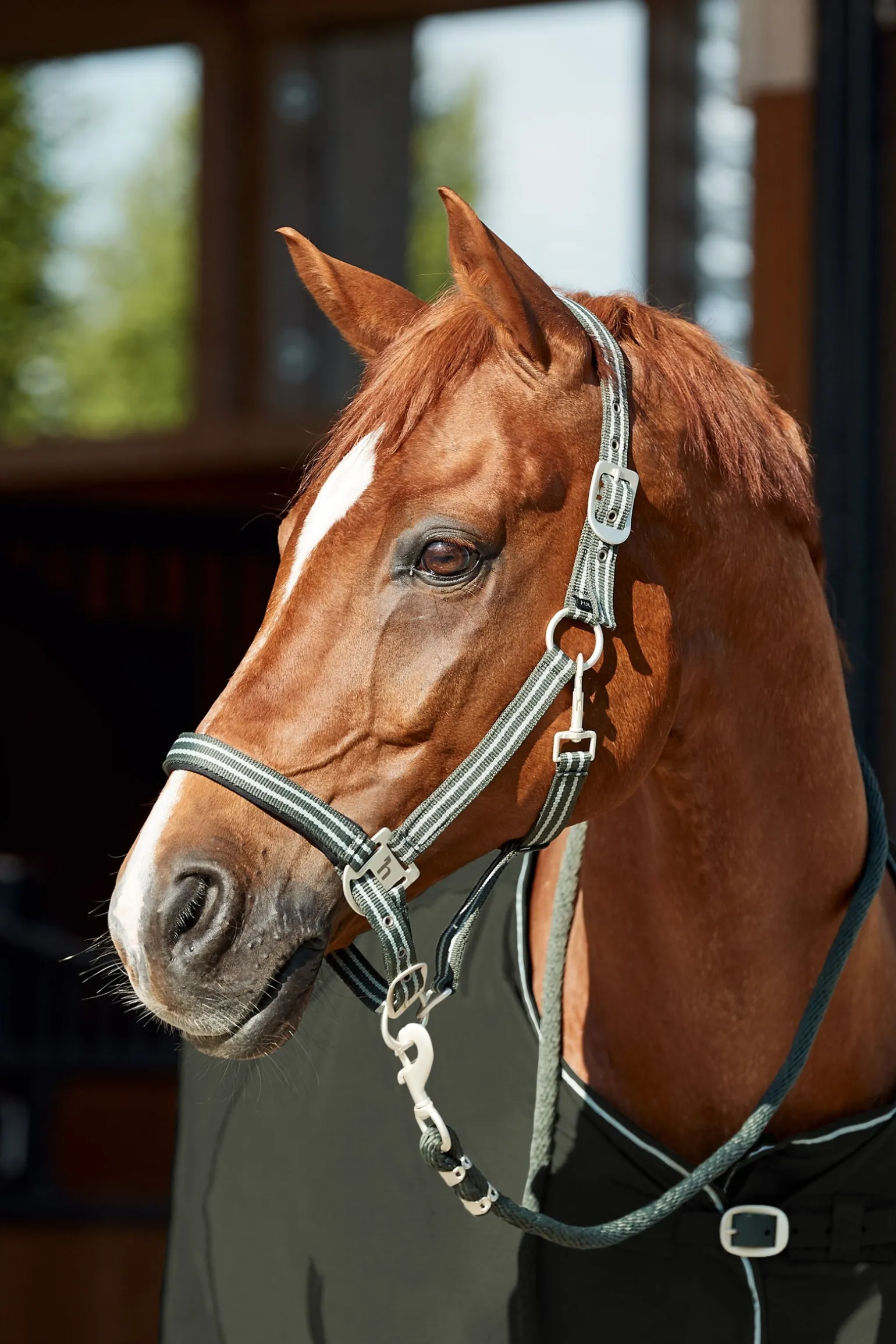 Bari Halfter & Führstrick Set