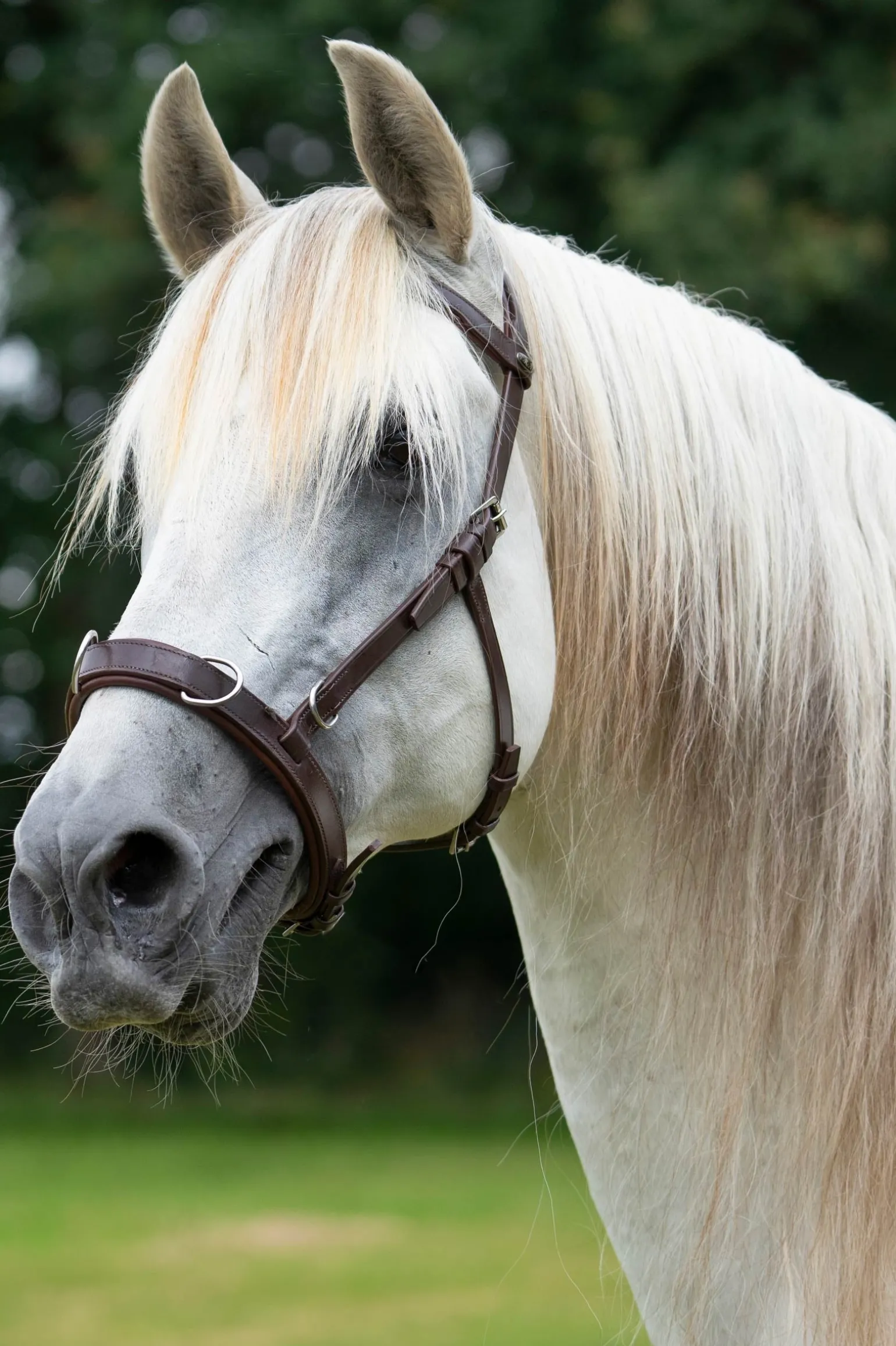 Baro Kappzaum, Leder