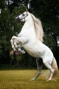 Baro Kappzaum, Leder