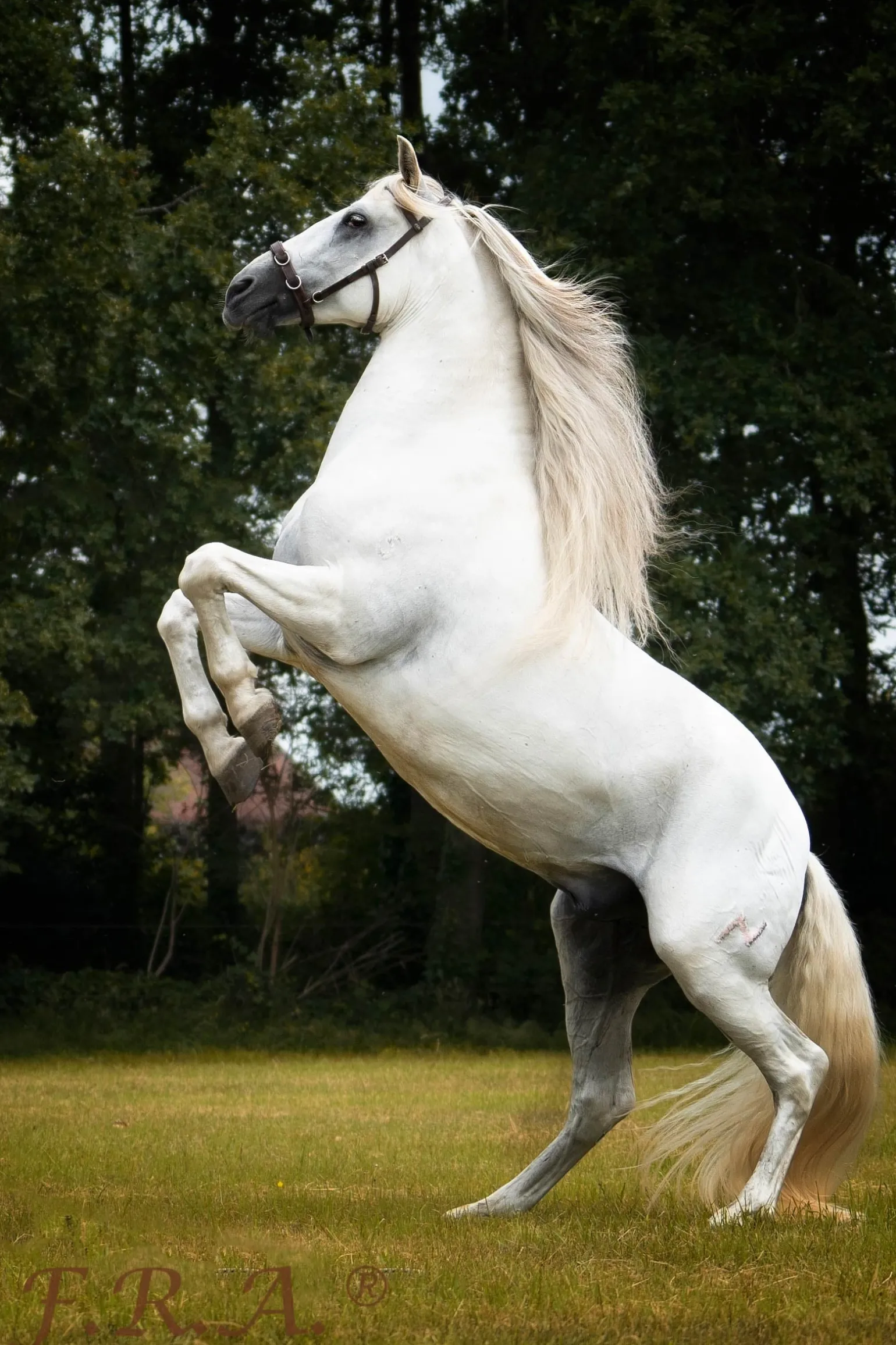 Baro Kappzaum, Leder