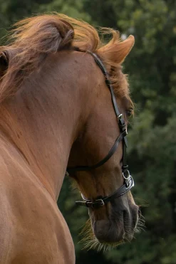 Baro Kappzaum, Leder (Shire)