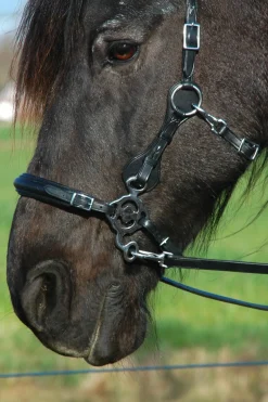 Calli Hackamore Zaum mit Zügeln (System 2)