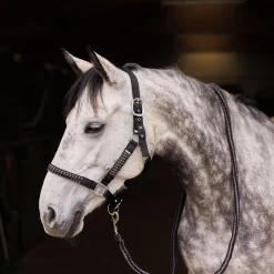 Chicago Halfter- & Führstrick-Set