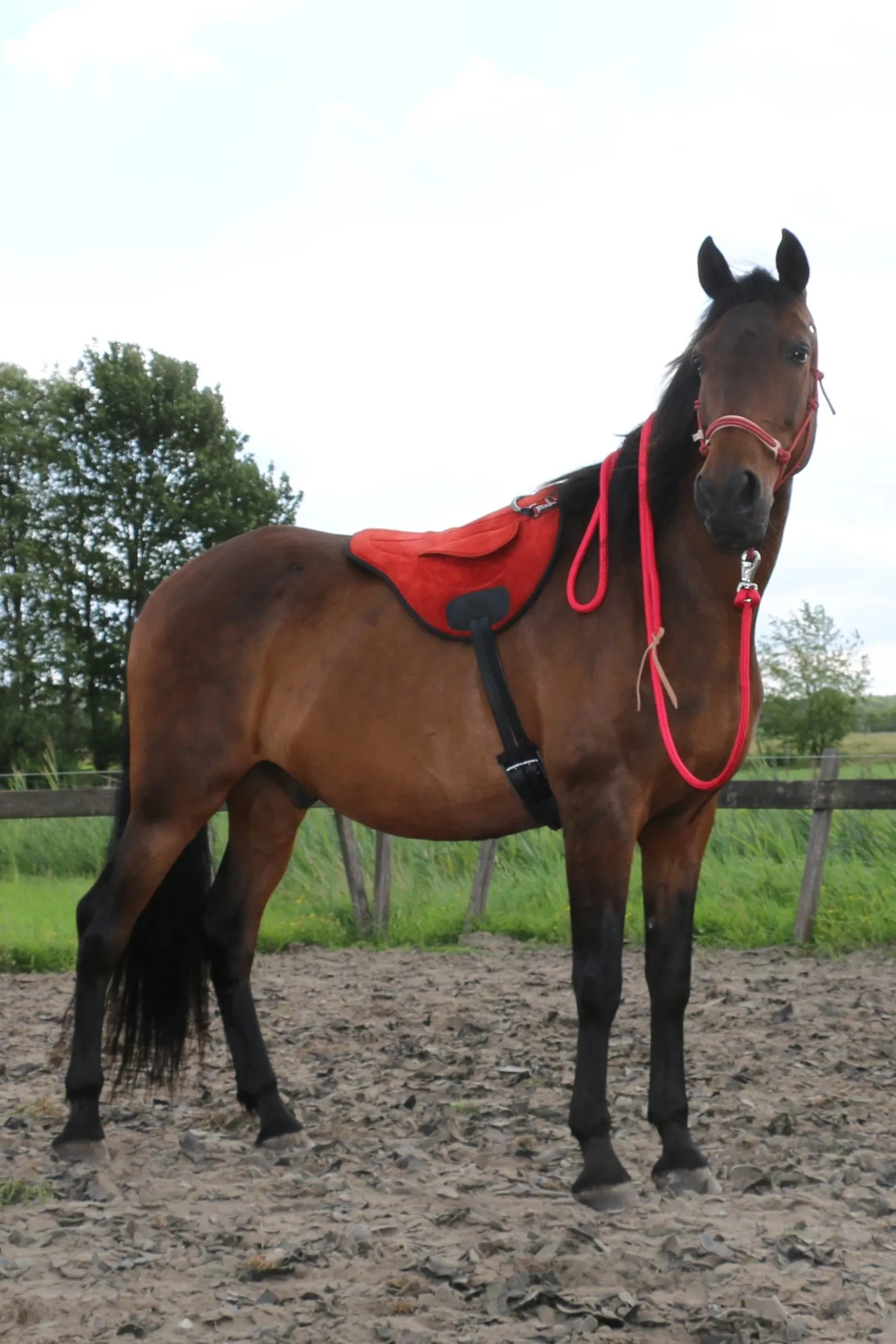 Chico Reitschabracken und Reitdecken, Nubuck Leather