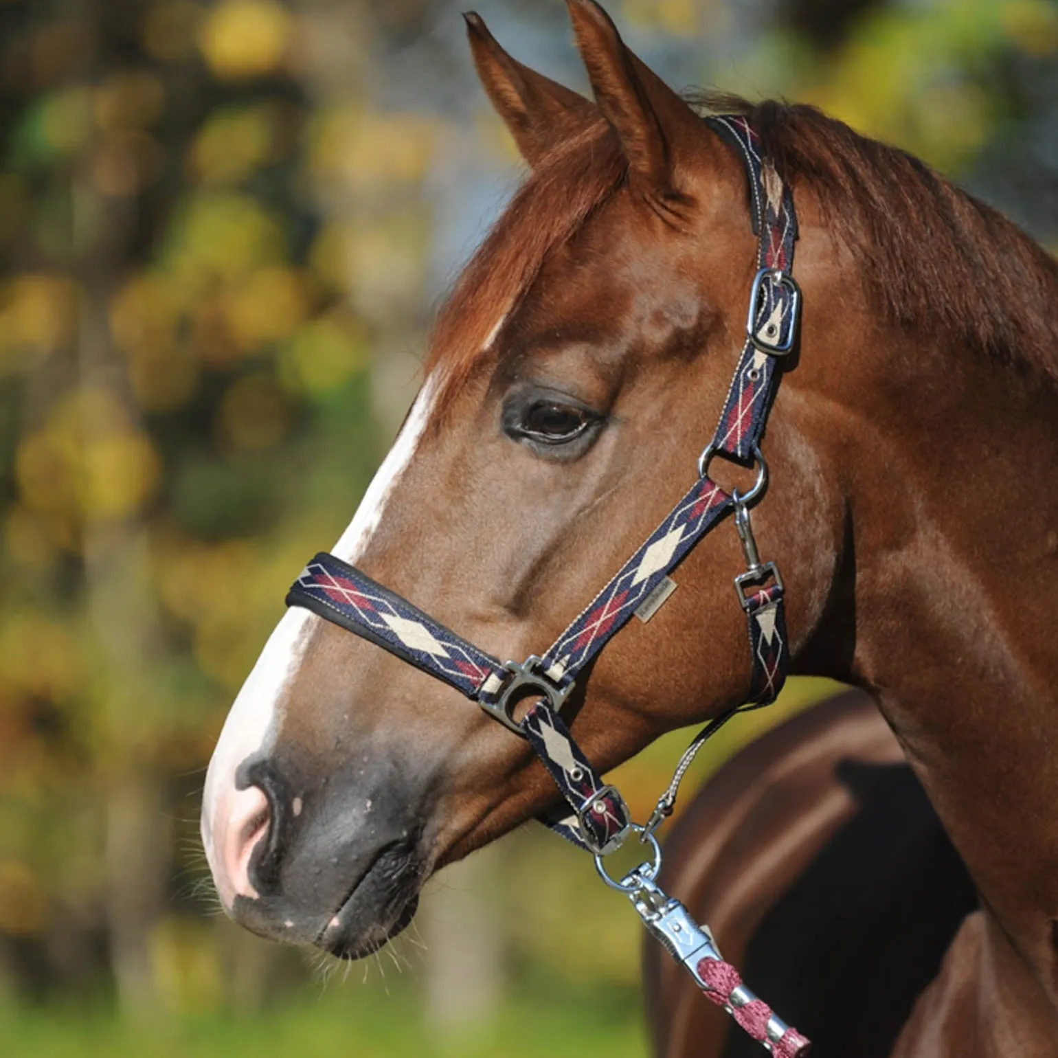 Classic Raute Halfter