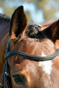 Comfitec Opulux schlichte, gepolsterte Trense mit kombiniertem hannoverschem Reithalfter