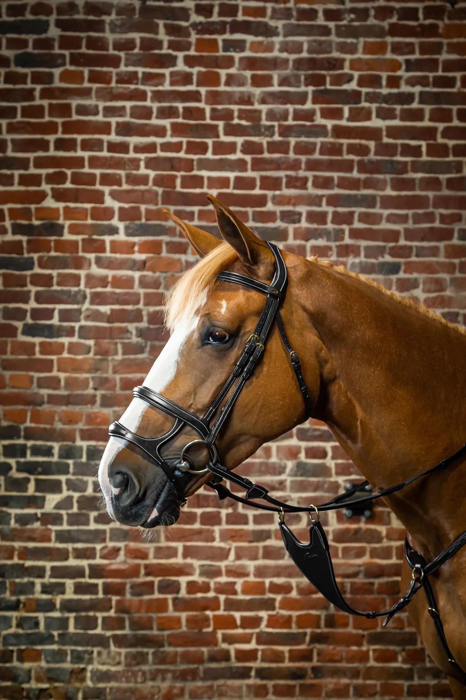 D Collection Trense mit Doppelnasenriemen