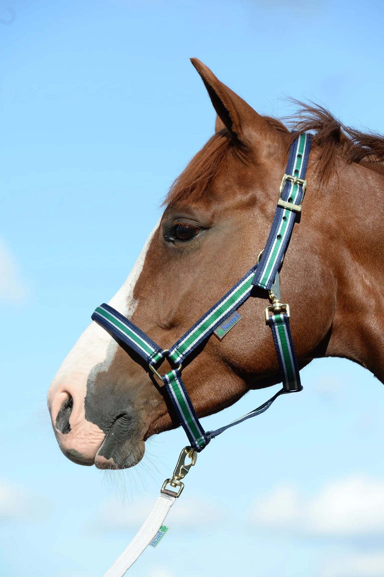 Dublin Gepolstertes Halfter