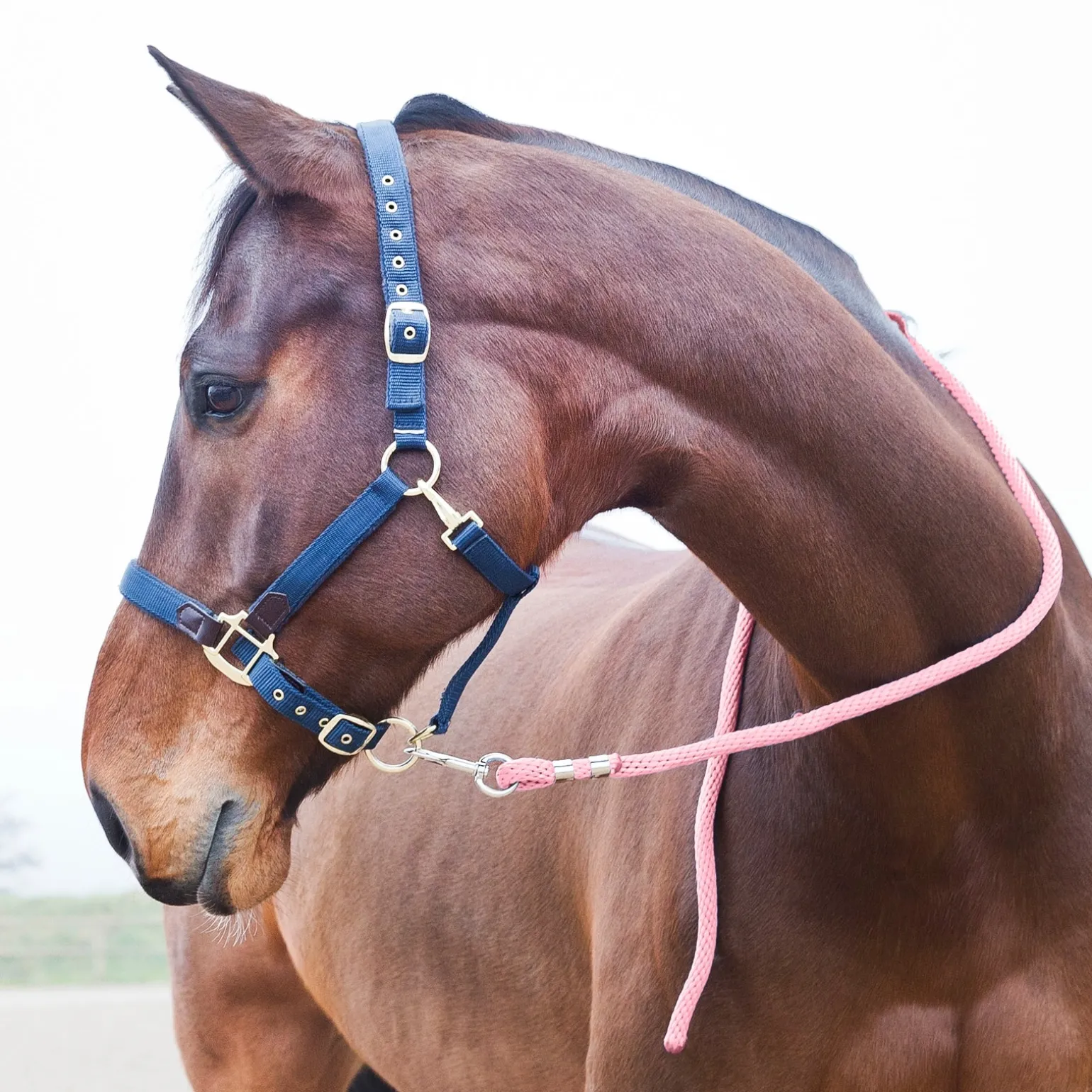 Führstrick, Karabinerhaken