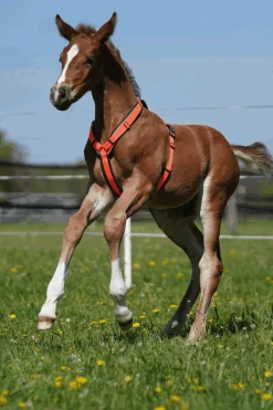 Fohlen-Geschirr