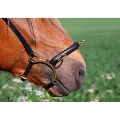 gebissloser Zaum mit Bügel