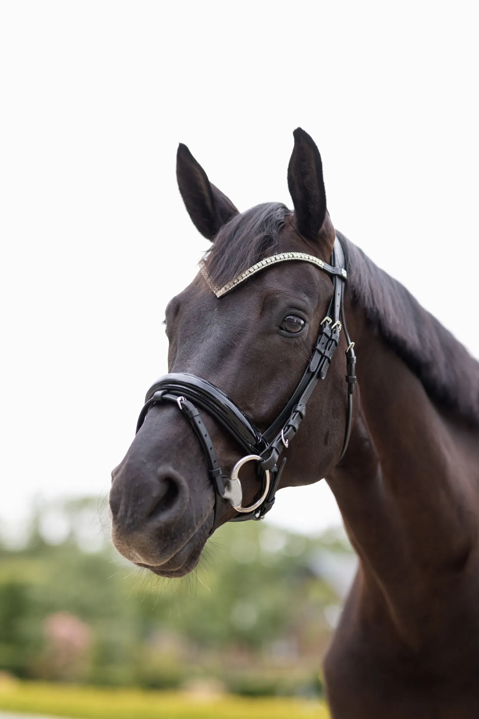 Grayson Anatomische Trense