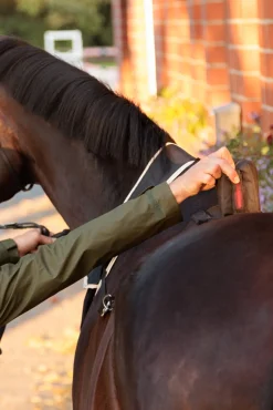 Horselight Bauchgurt mit rotem Rücklicht