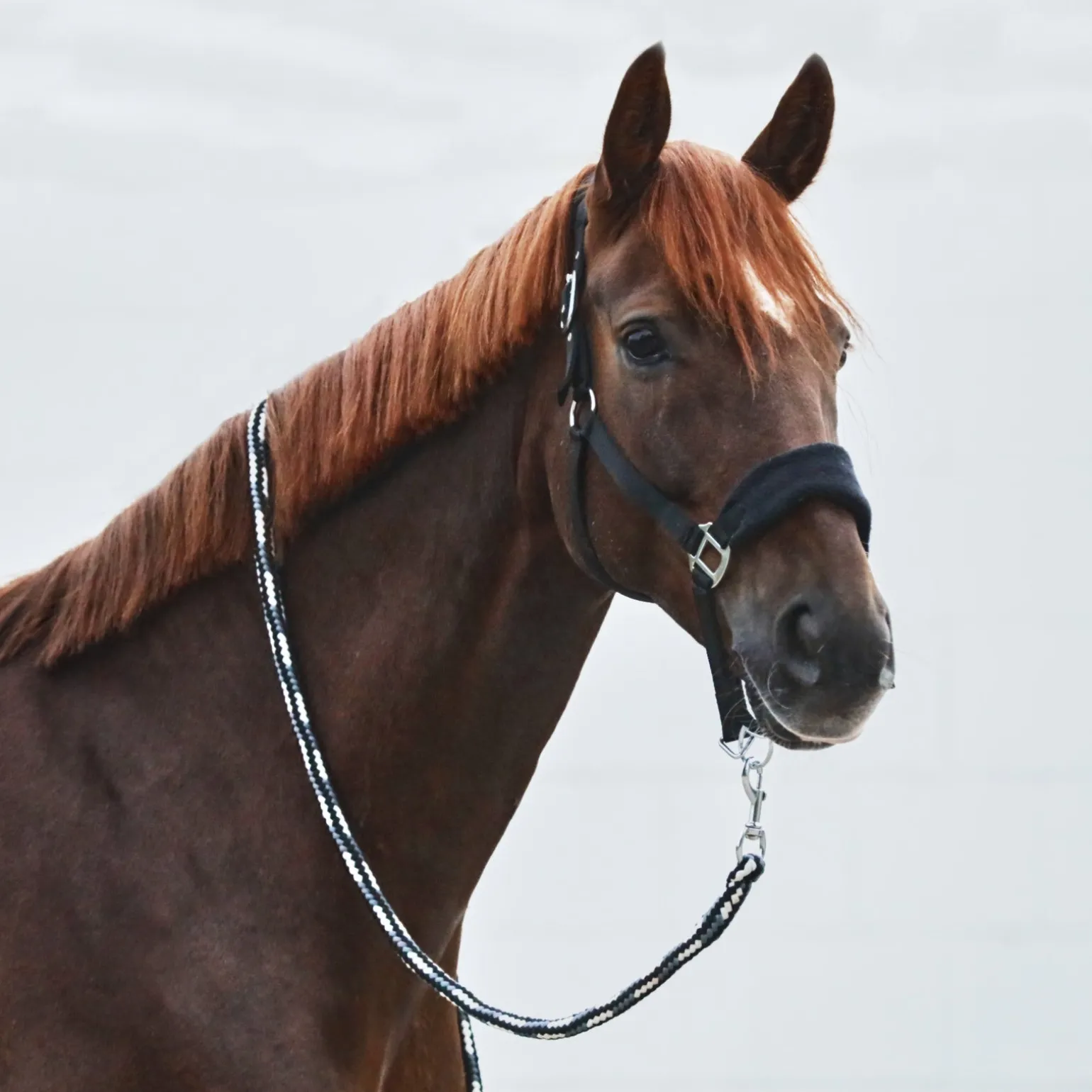 Kiel Halfter mit Fleece