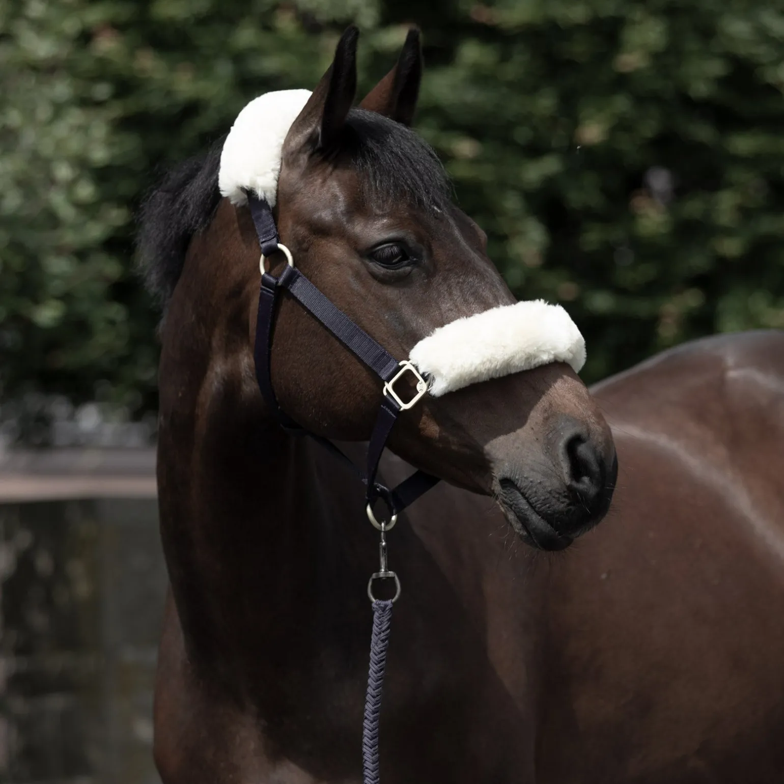 Laurier Halfter mit Lammfell