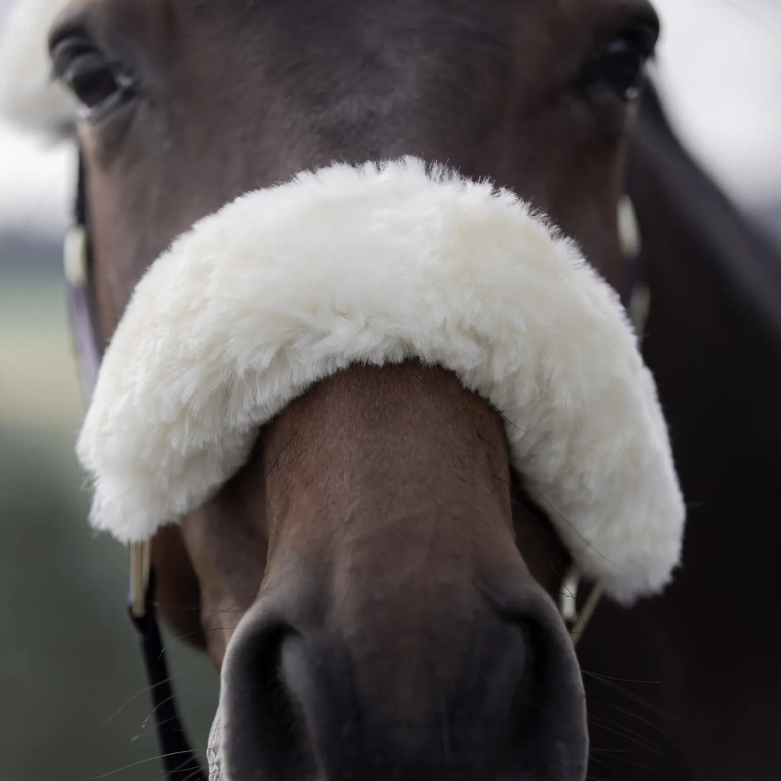 Laurier Halfter mit Lammfell