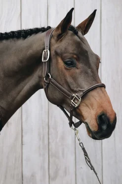 Lederhalfter Anatomic