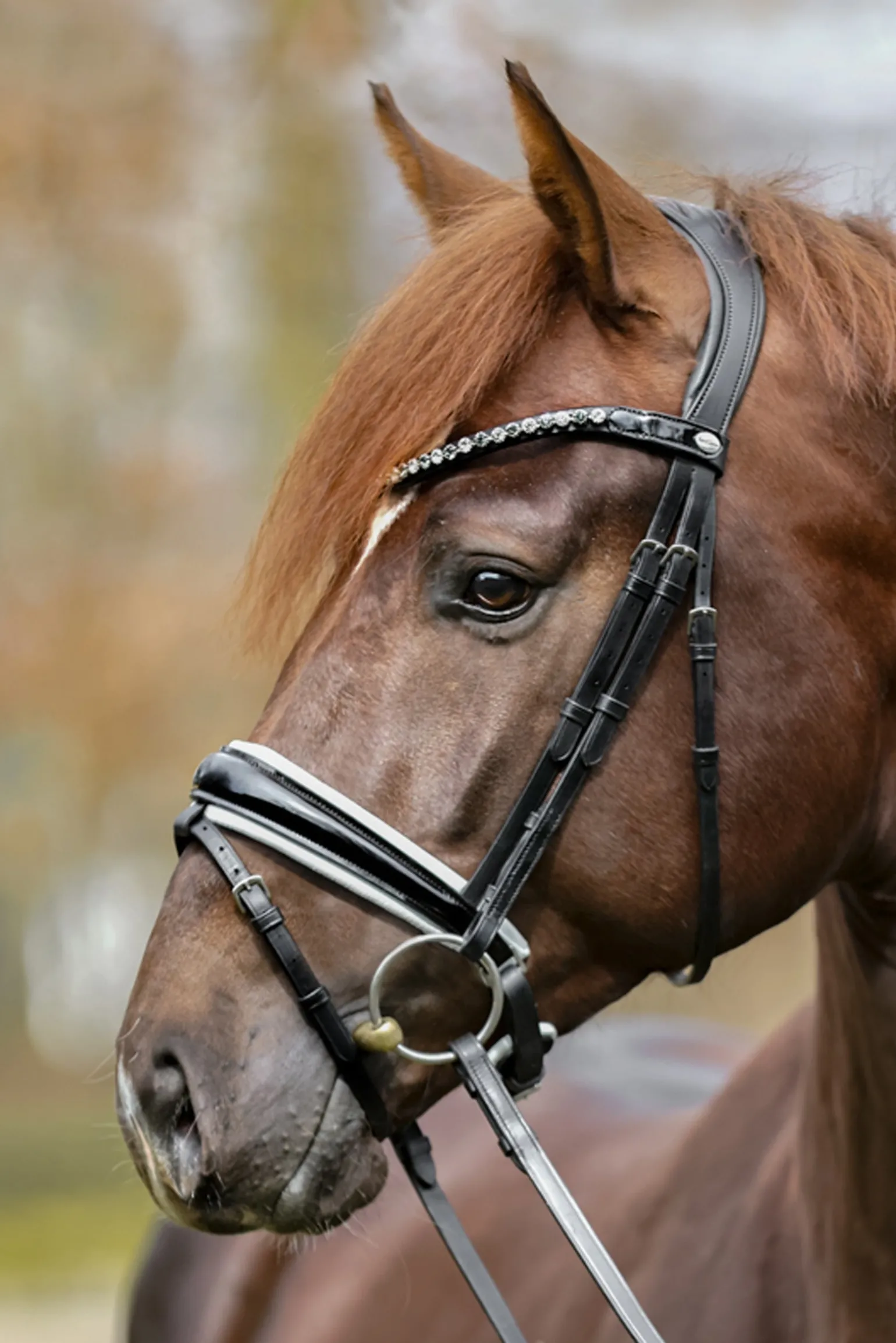Liliana Krank Trense mit Sperriemen