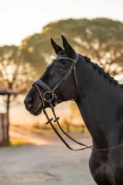 Lockhart Anatomische Trense