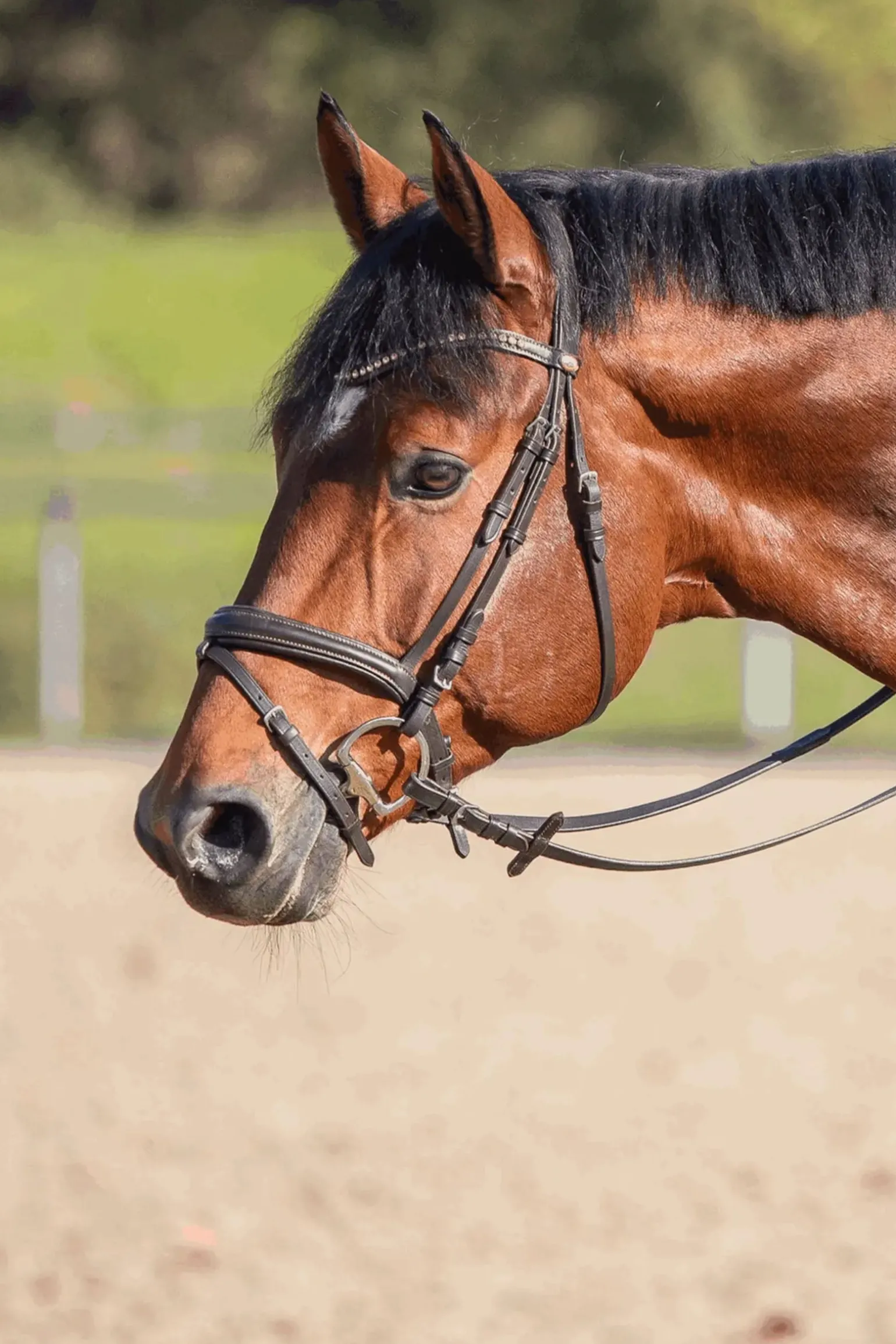 Novocontact Olivenkopfgebiss 14mm Einfach Gebrochen Sensogan Mit D-Förmigen Ringen