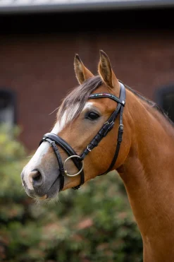 Rainbow Dash Pony Trense