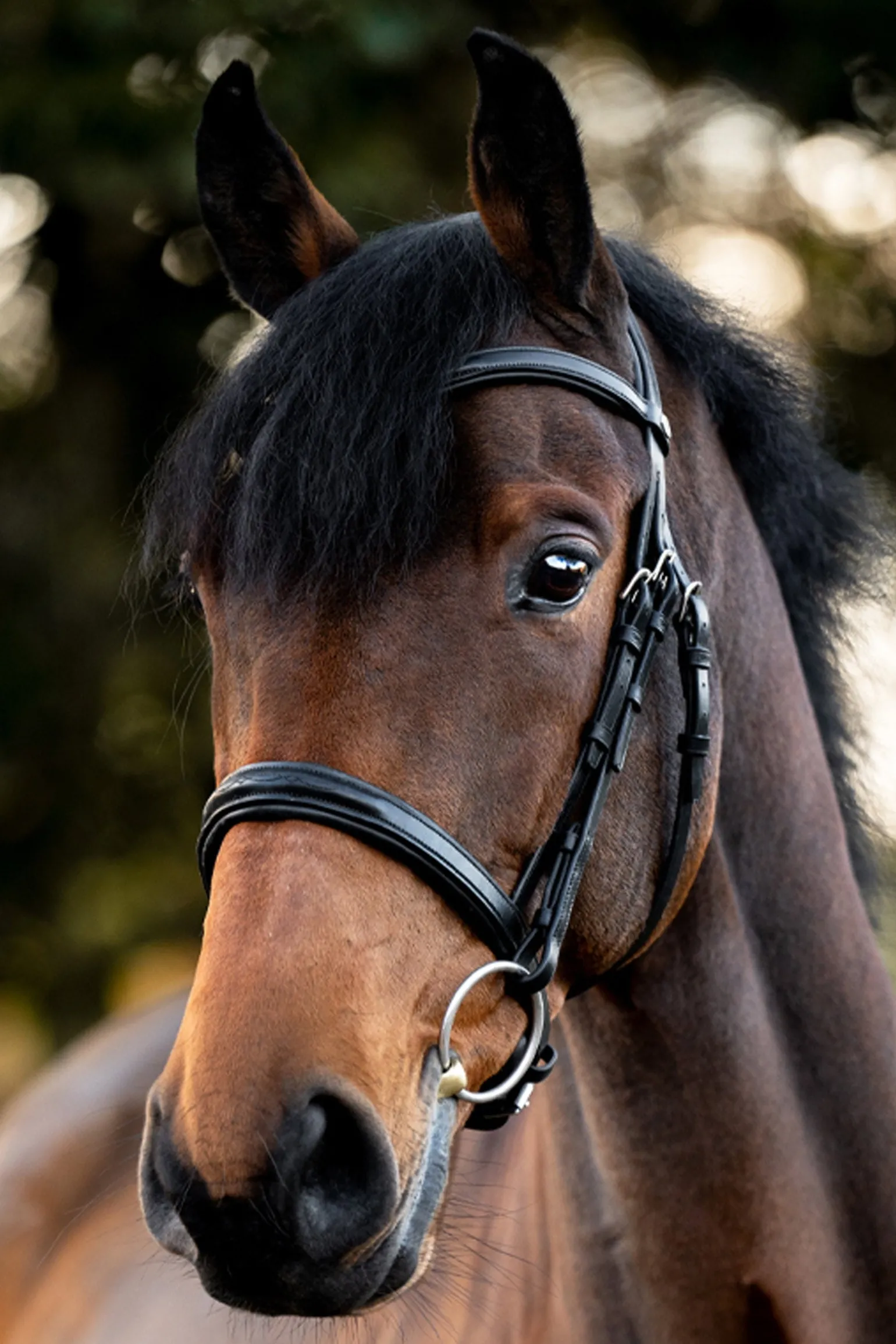 Robin Englische Trense