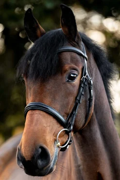 Robin Englische Trense