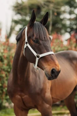 Rose Tonique Halfter