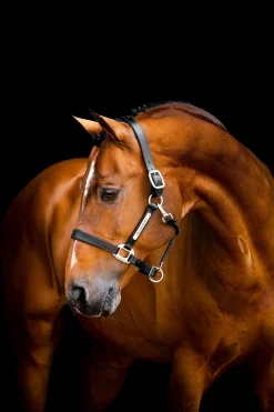 Signature Lederhalfter