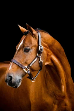 Signature Lederhalfter