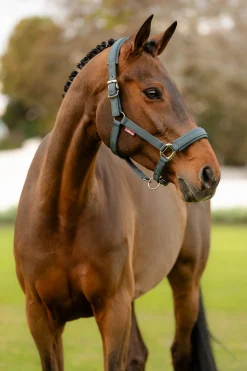 Soft Shell Headcollar