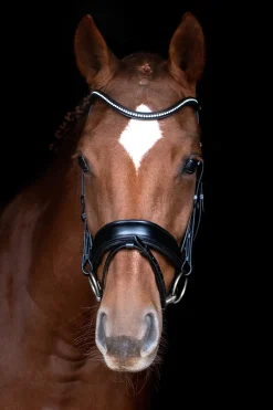 Stanford Anatomische Trense