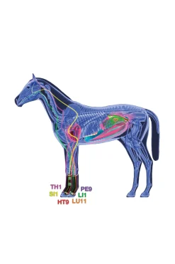 Therapeutisch unterstützende Stallgemaschen, vorne