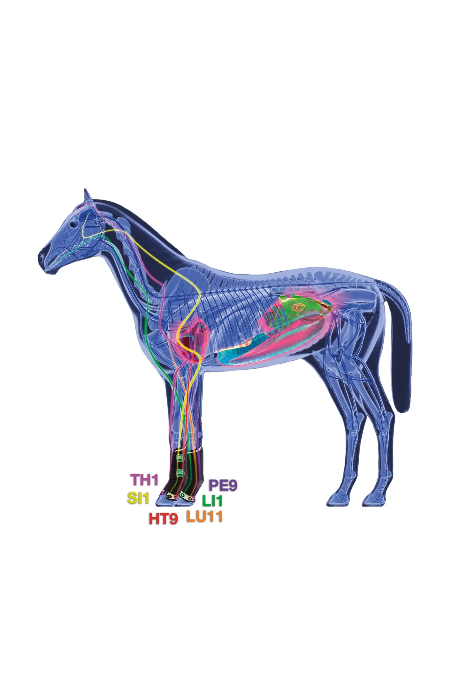 Therapeutisch unterstützende Stallgemaschen, vorne