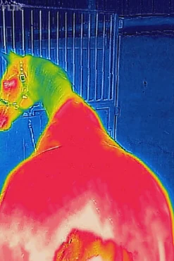 Therapy Weidedecke, 150g