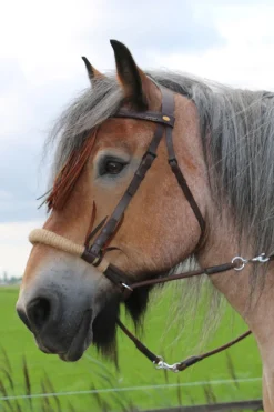 Tinver gebisslose Trense mit Zügeln (System 4), Shire
