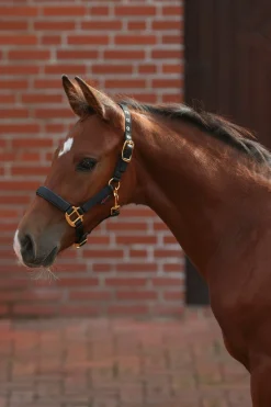 TopLine Fohlenhalfter