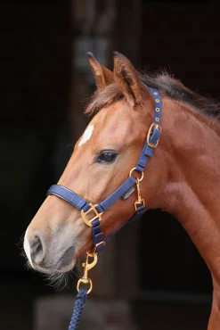 TopLine Fohlenhalfter