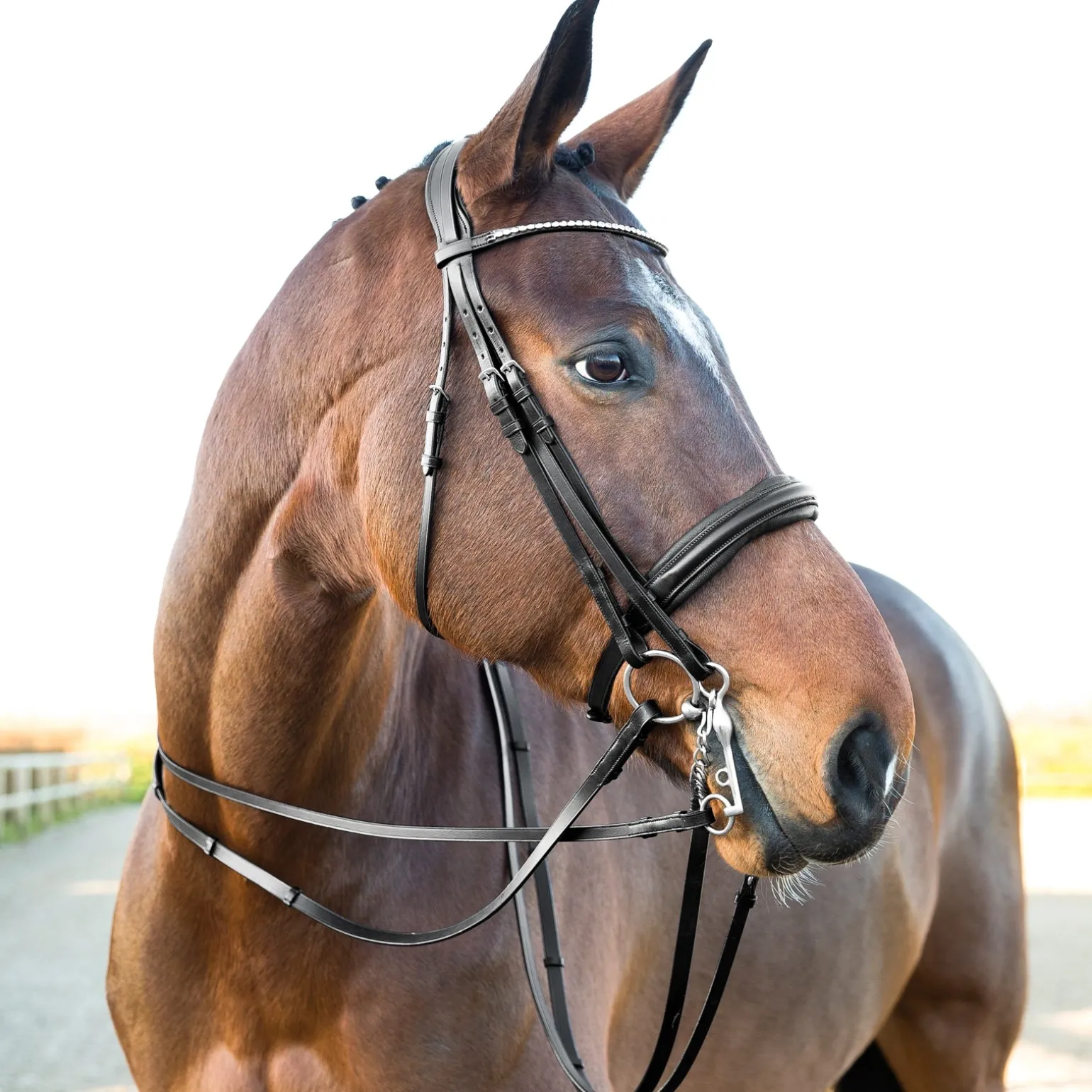 Vienna Anatomischer Kandarenzaum