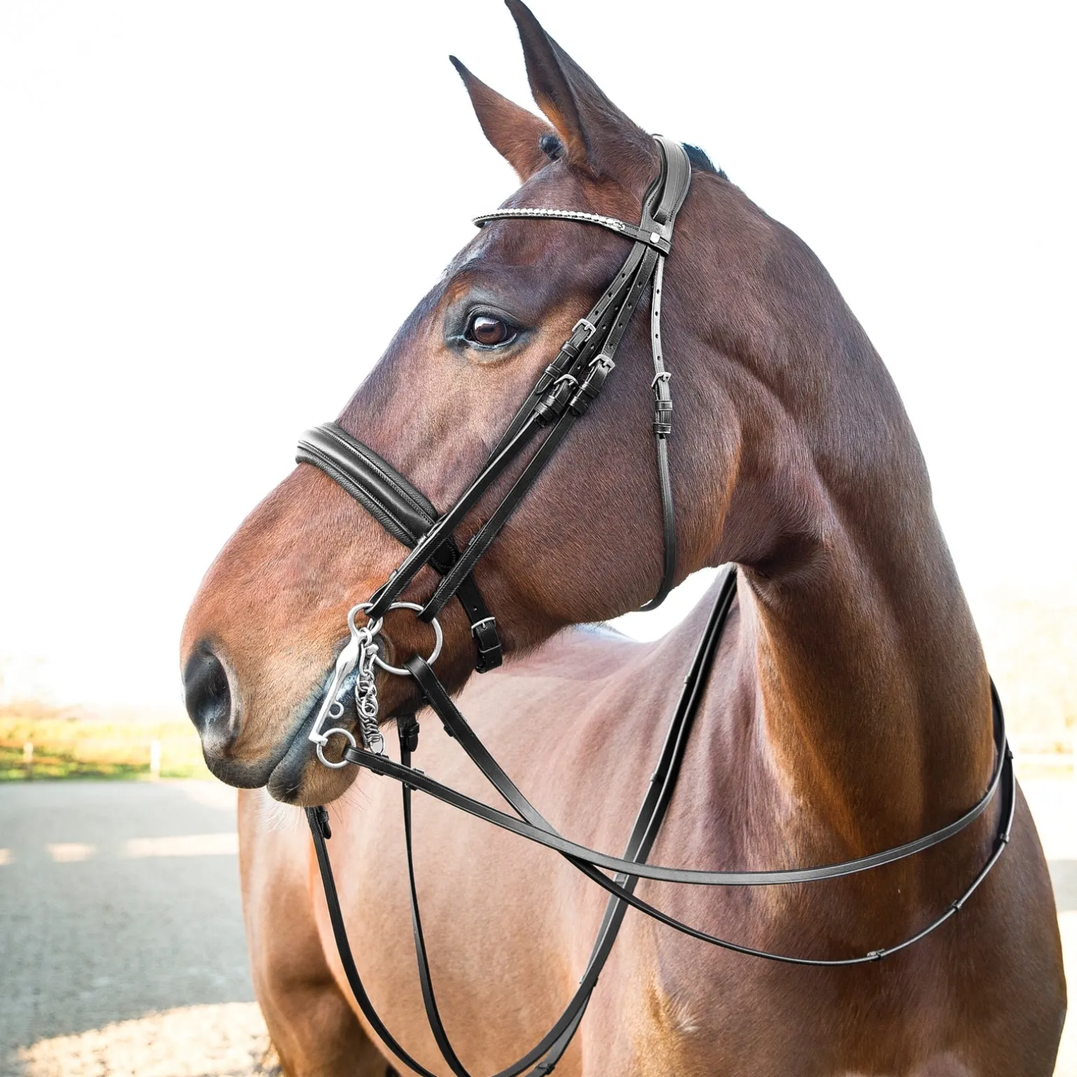Vienna Anatomischer Kandarenzaum
