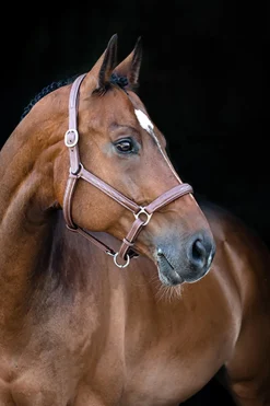 Warren weiches Lederhalfter