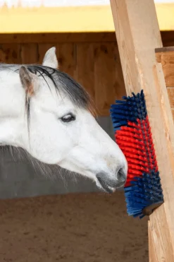 XL Kratzbürste, rund