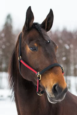 Yankee Nylon-Halfter, 20mm, offene Nase