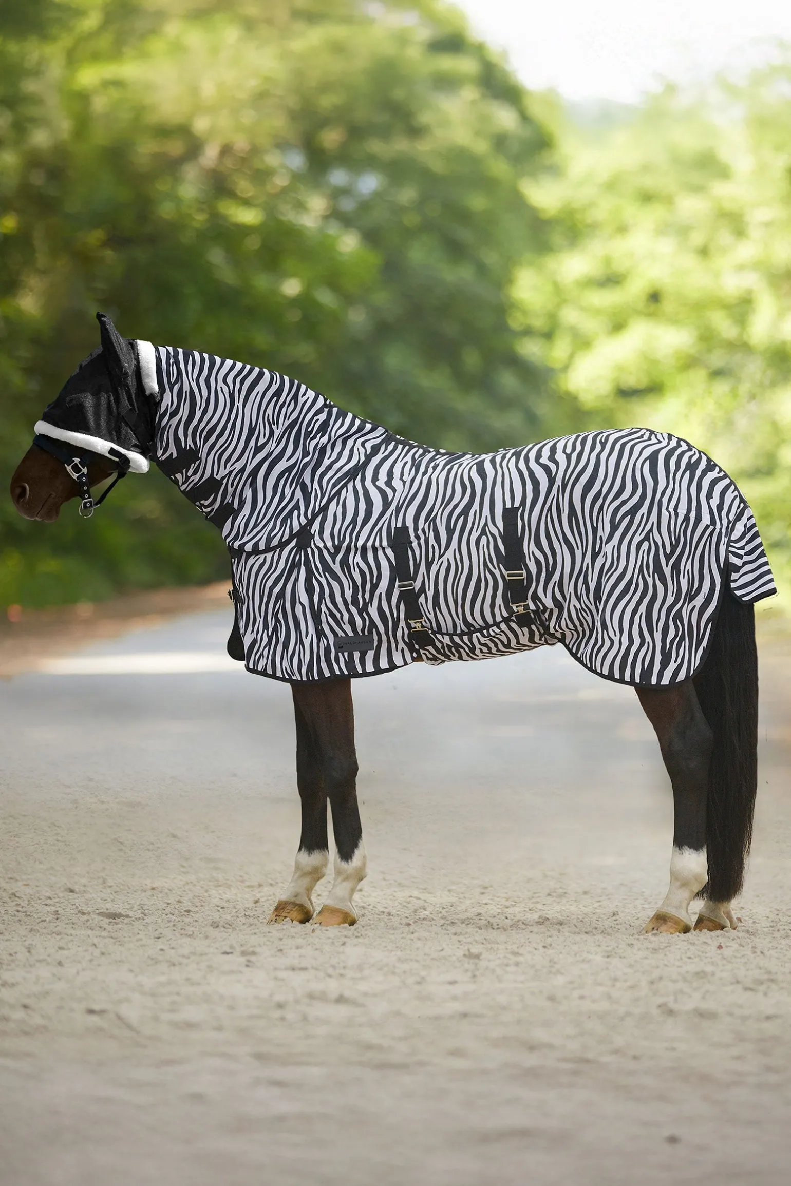 Zebra Fliegendecke mit geraden Bauchgurten